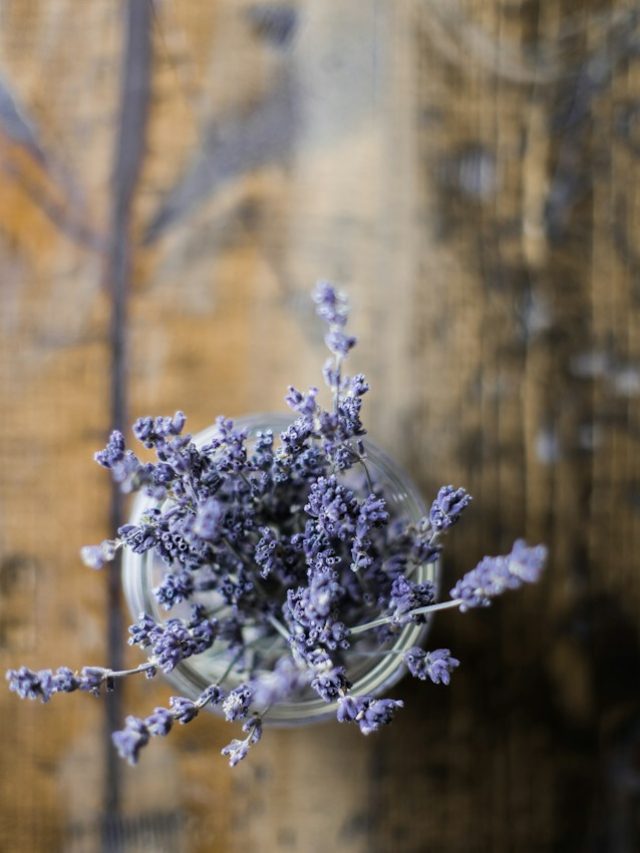 7 Types Of Lavender That Thrive In The South